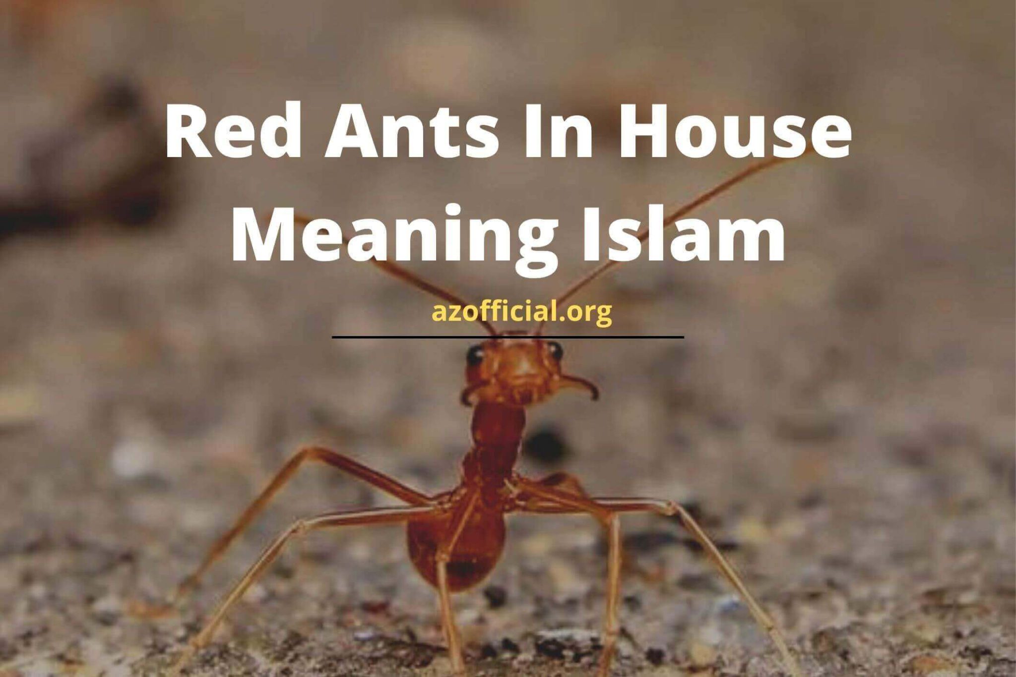 Red Ants In House Meaning Islam AZ Official Religious Network