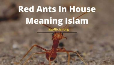Red Ants In House Meaning Islam