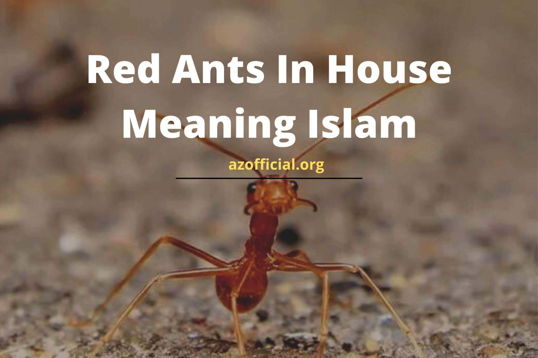Red Ants In House Meaning Islam